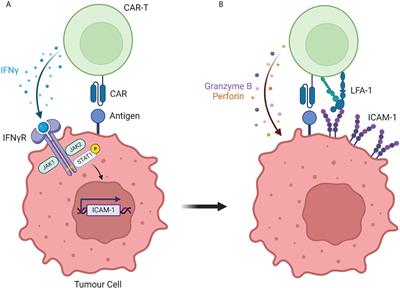 New insights into CAR T cell-mediated killing of tumor cells